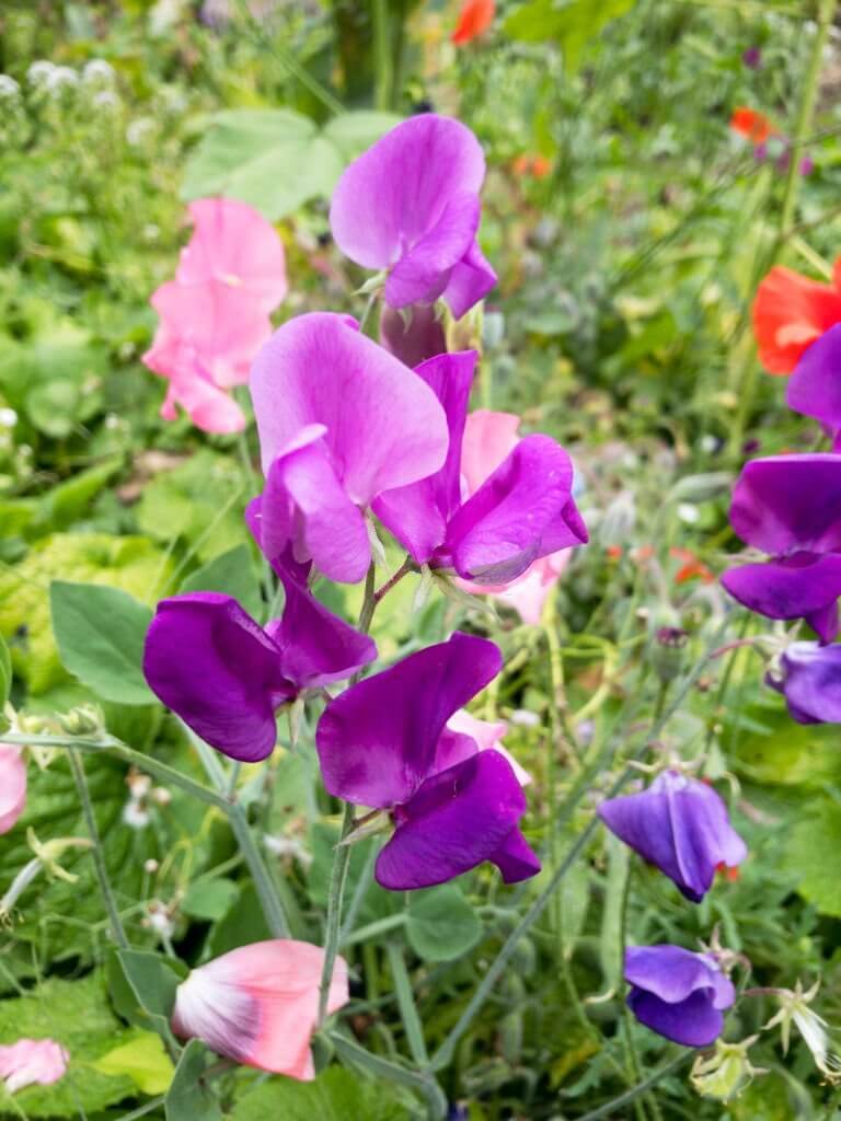 19 vines with purple flowers purple sweet pea