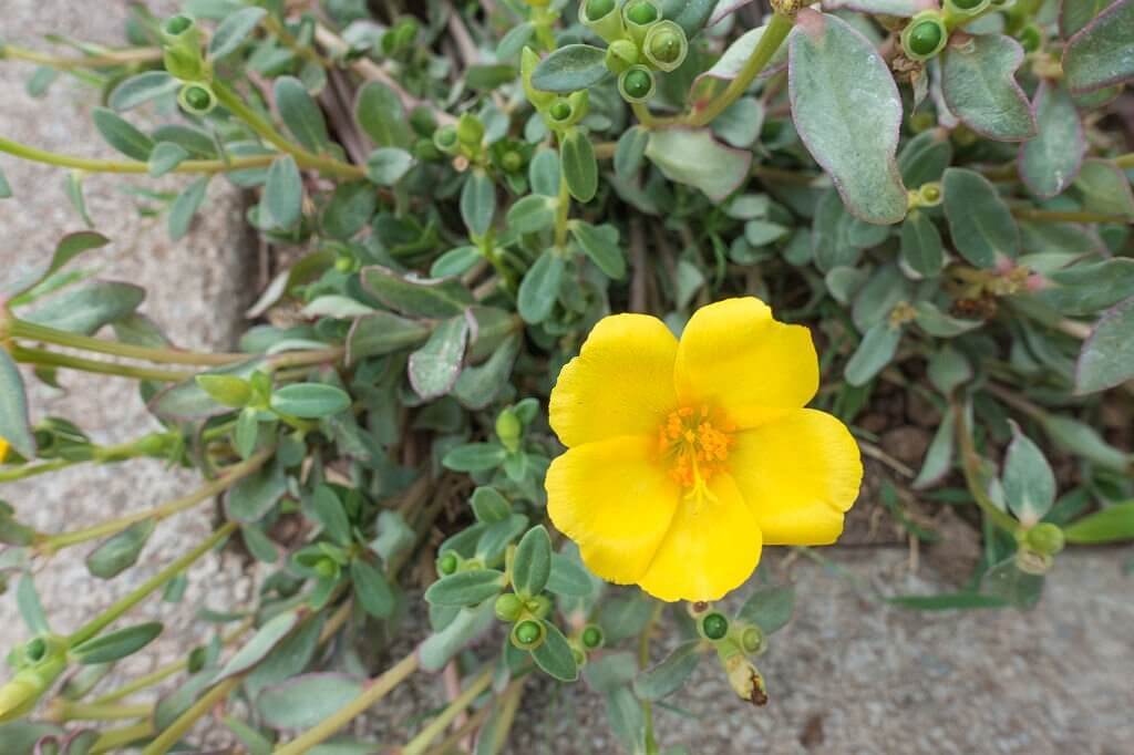 19 weeds with yellow flowers portulaca