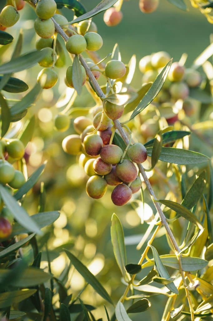 2 arbequina olive