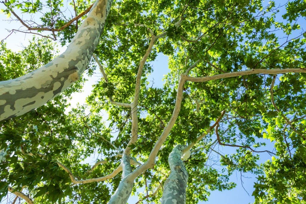 2 arizona sycamore tree