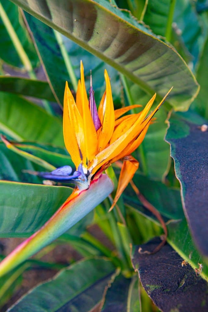 2 mexican flowers bird of paradise