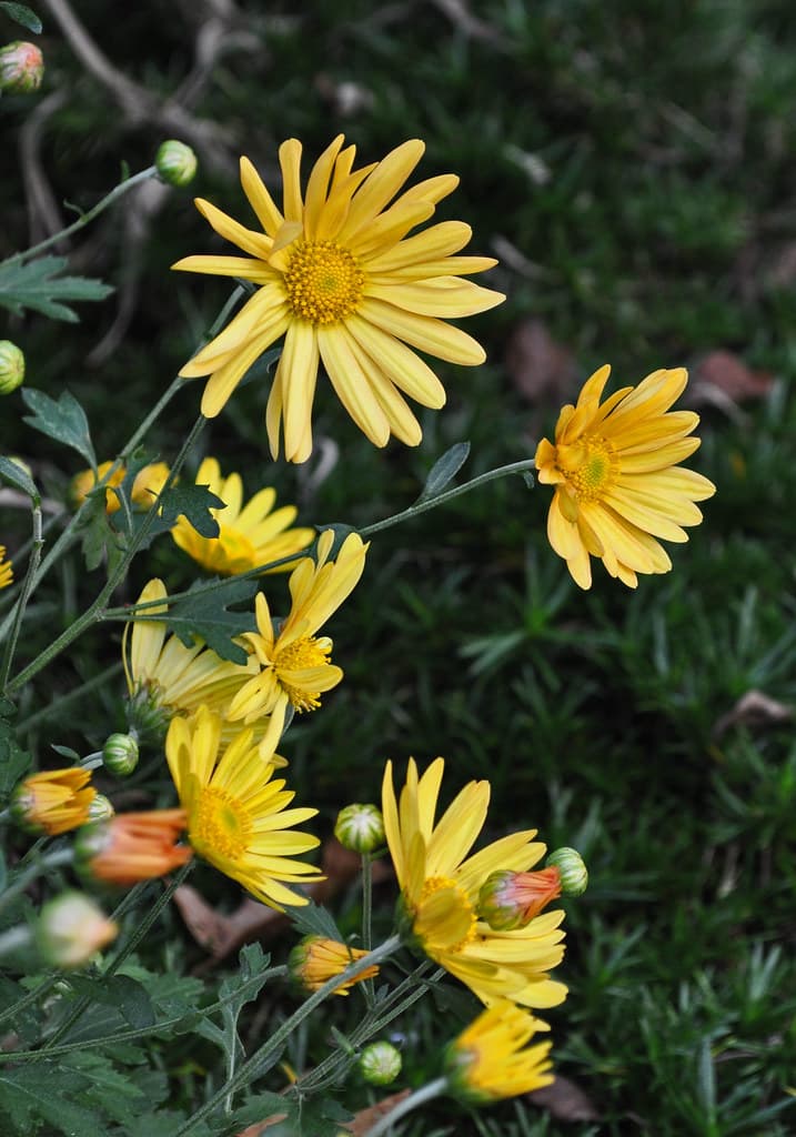 2 types of chrysanthemum flowers