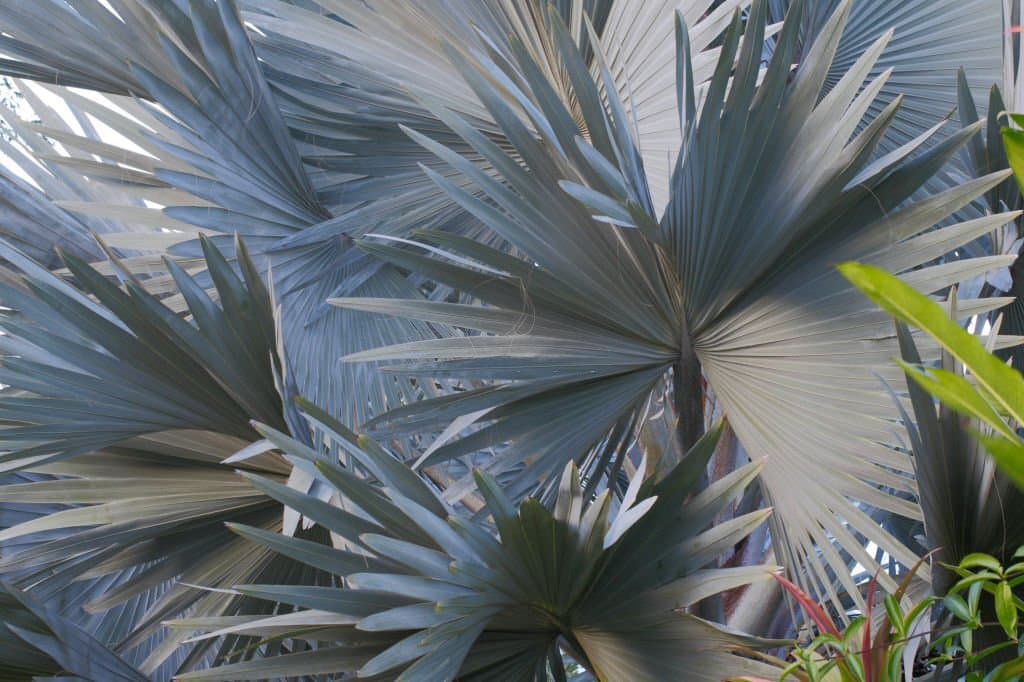 2 types of palm trees in arizona bismark palm