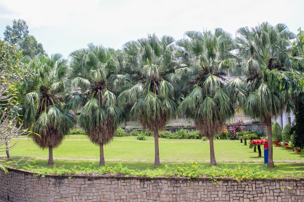 2 types of palm trees in texas washington palm trees