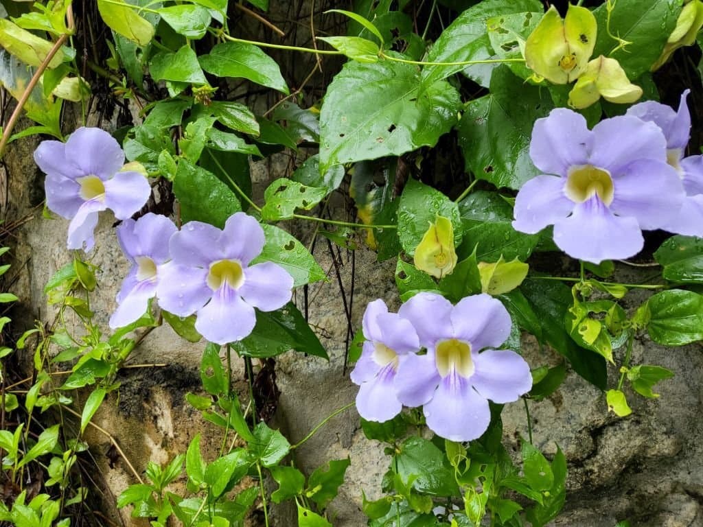 2 vines with purple flowers thunbergia grandiflora or blue trumpet vine