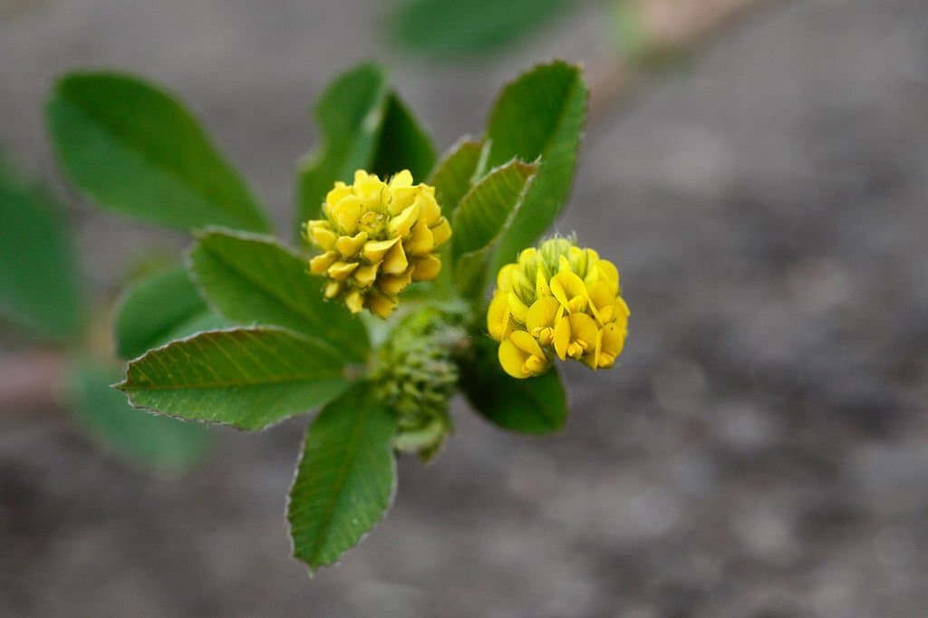 2 weeds with yellow flowers black medick medicago lupulina