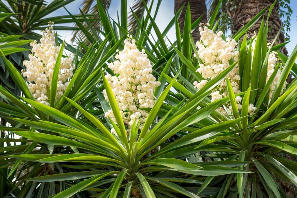 20 mexican yucca flower