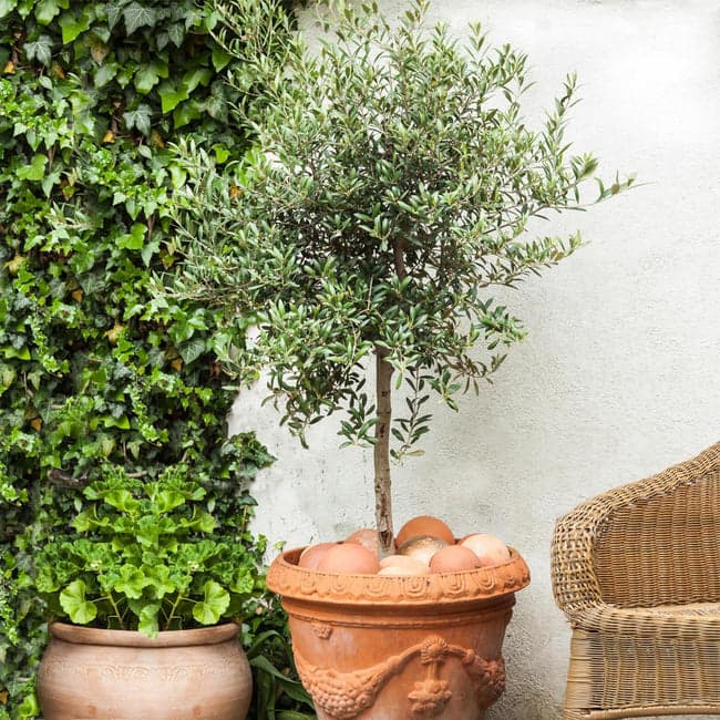 20 pendolino olive tree