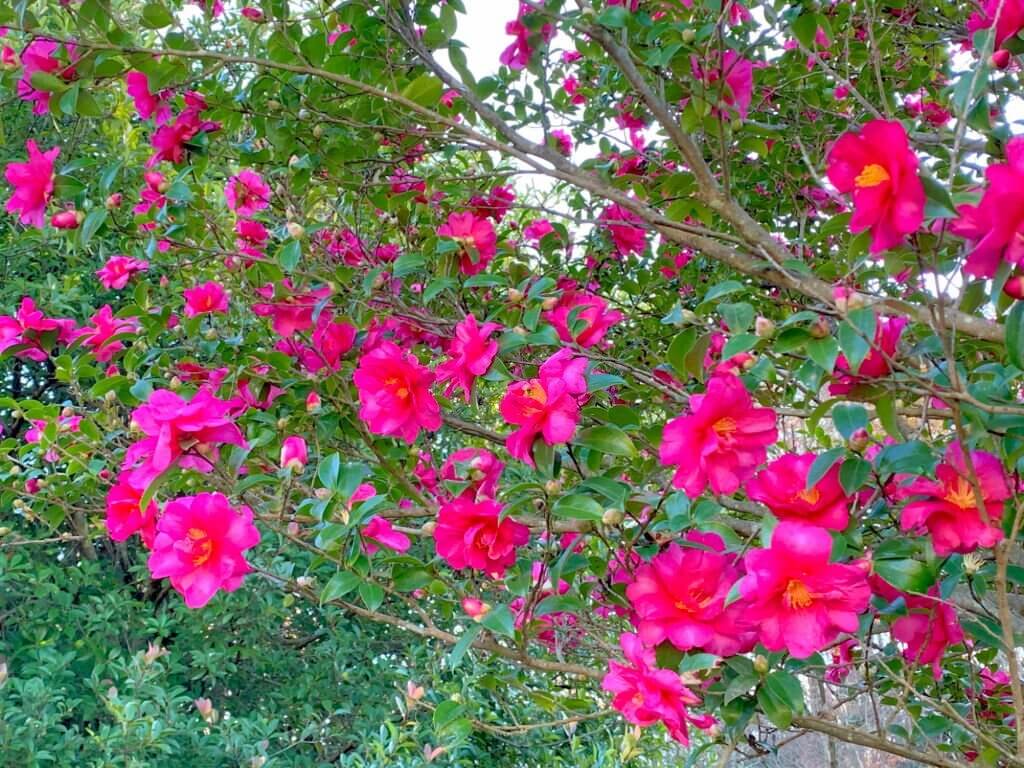 21 camellia sasanqua