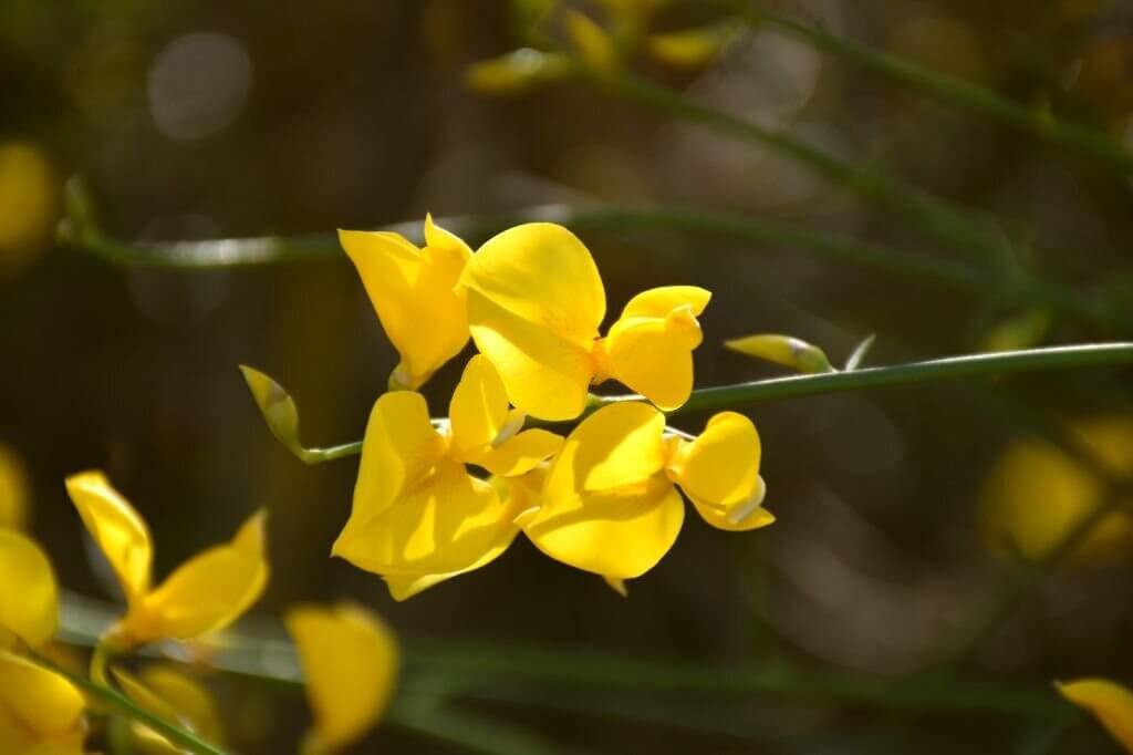 21 weeds with yellow flowers spartium junceum