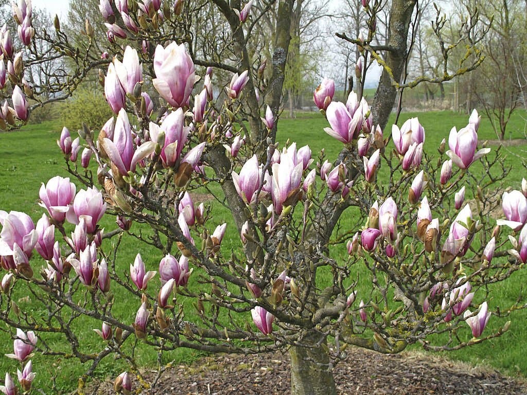 23 magnolia flower