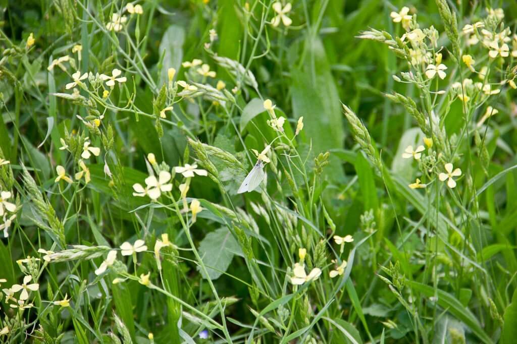 23 weeds with yellow flowers raphanus raphanistrum