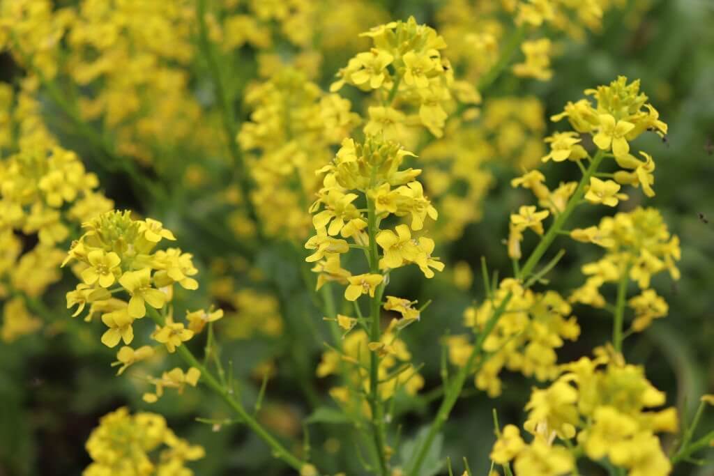 24 weeds with yellow flowers wintercress