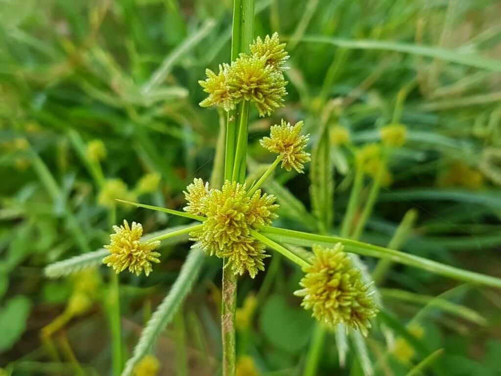 25 weeds with yellow flowers cyperus difformis