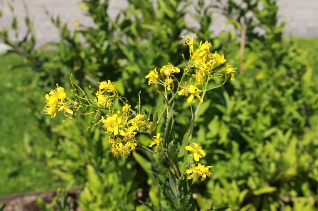 26 weeds with yellow flowers yellow perennial rocket