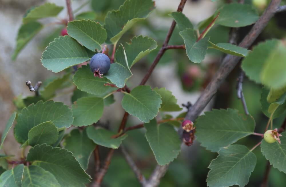27 Amelanchier utahensis Utah serviceberry fruit