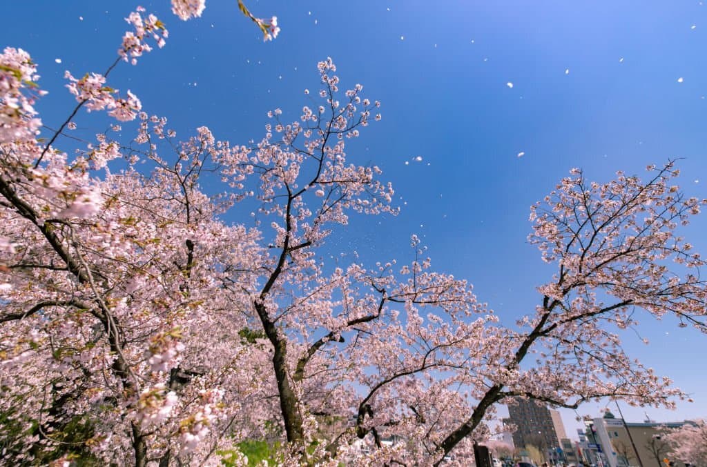 27 cherry blossoms