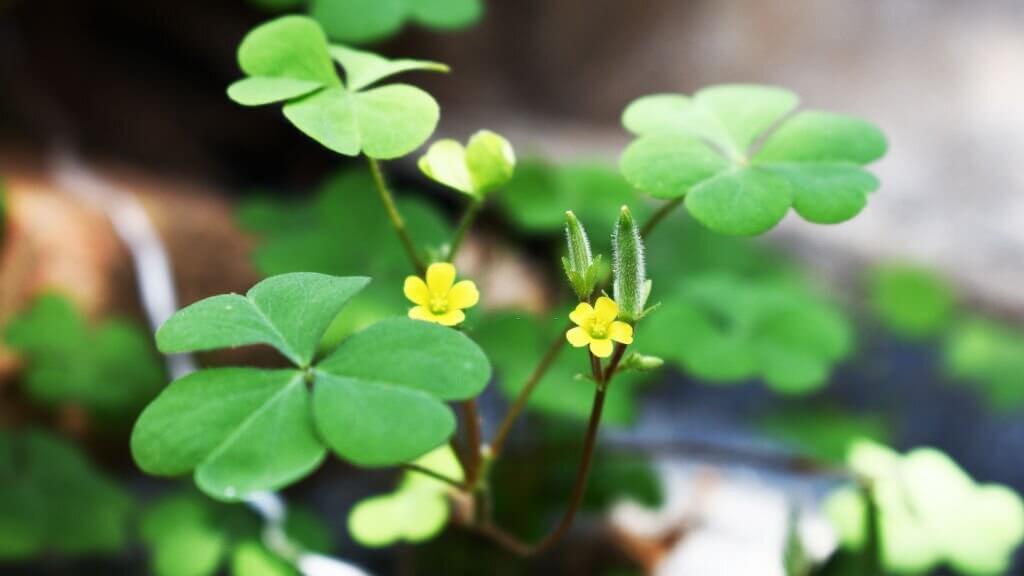 28 weeds with yellow flowers yellow woodsorrel