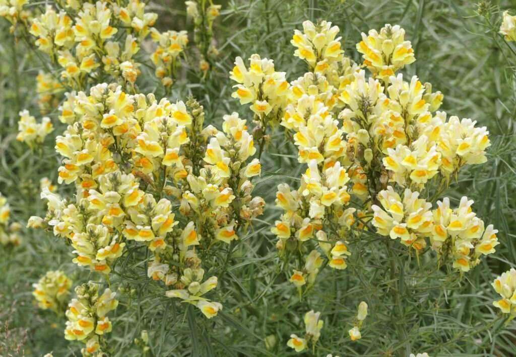 29 weeds with yellow flowers toadflax linaria vulgaris