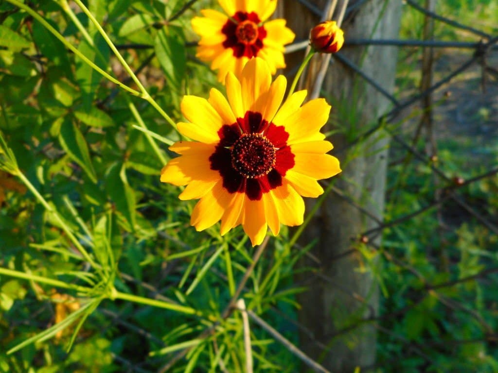 3 coreopsis tinctoria flowers look like sunflowers