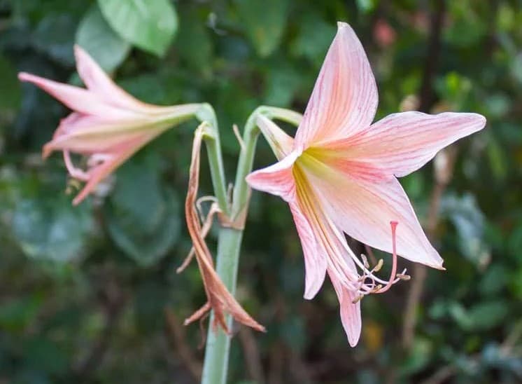 3 jersey lily