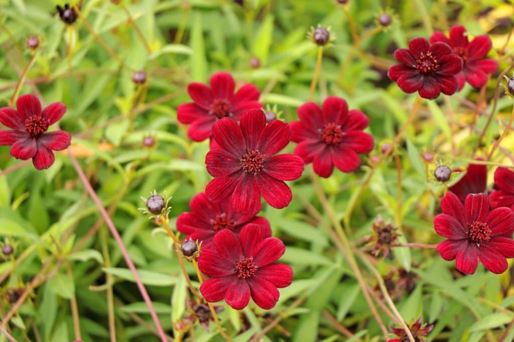 3 mexican flowers chocolate cosmos