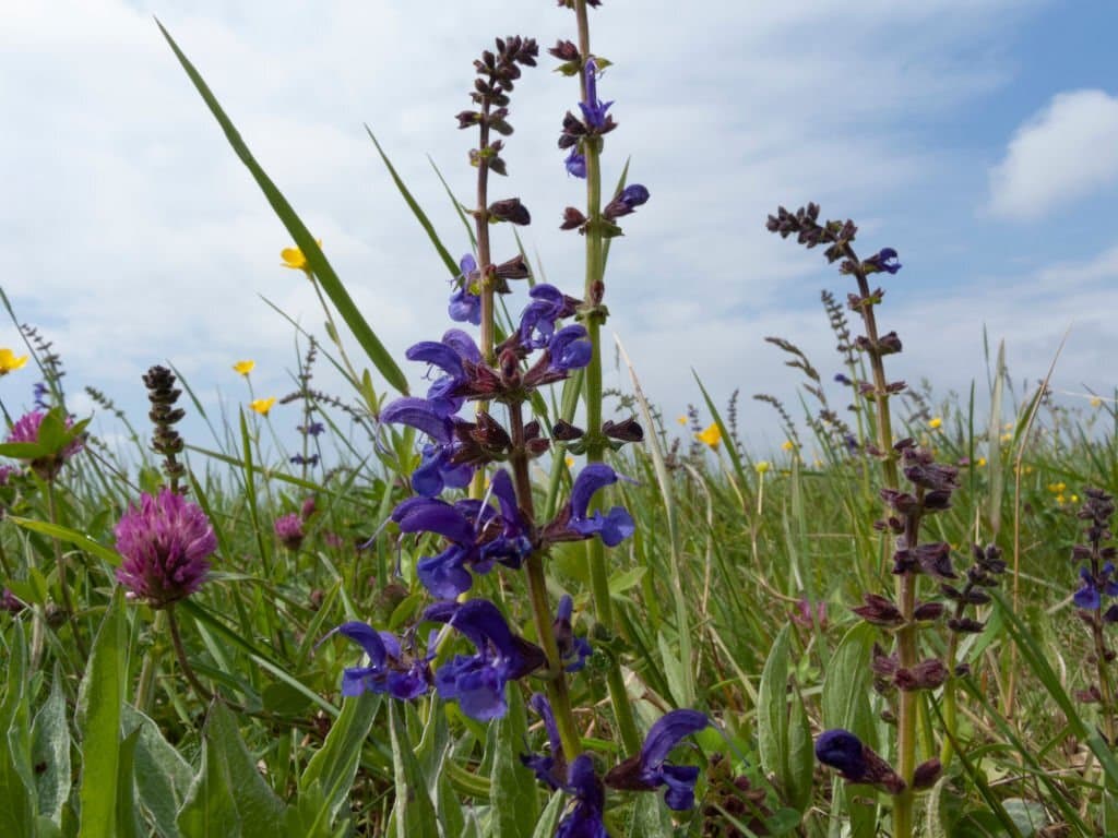 3 plants that look like lavender meadow sage