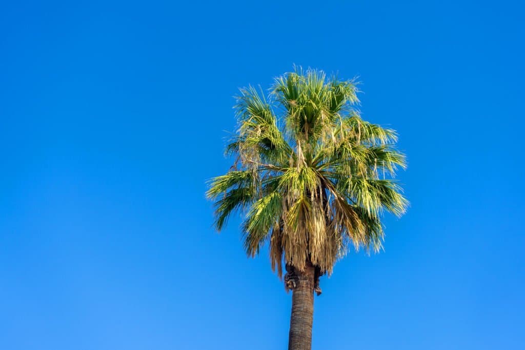 3 types of palm trees in arizona california fan palm tree