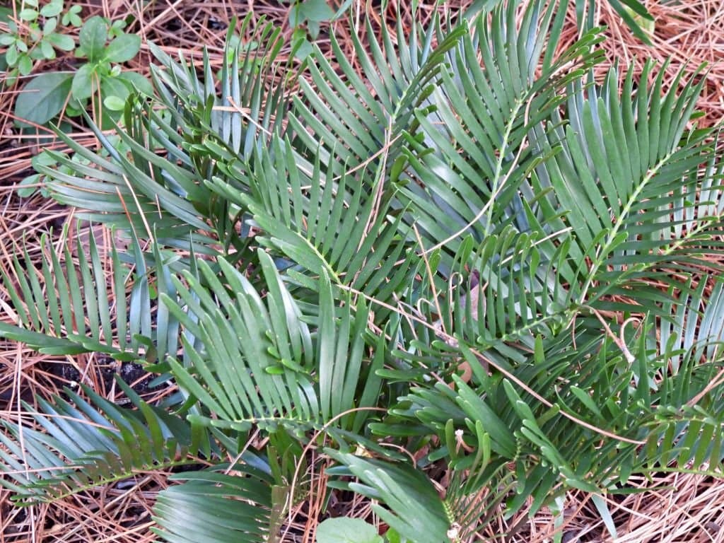 3 types of palm trees in georgia coontie palm