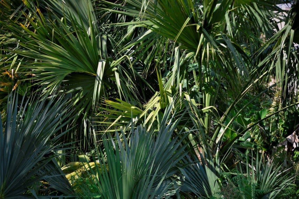 3 types of palm trees in texas livistona chinensis