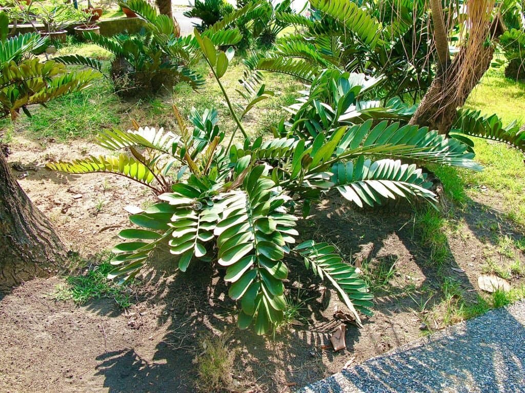 3 zamia furfuracea or cardboard palm plant look like palm trees
