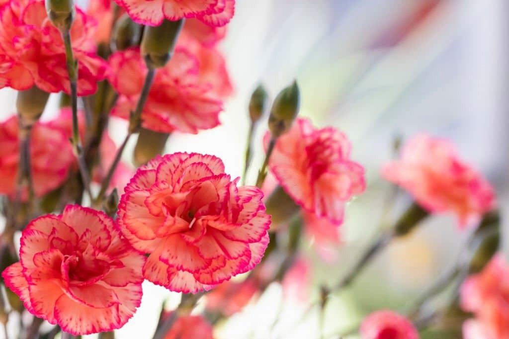 4 carnation flowers that look like peonies