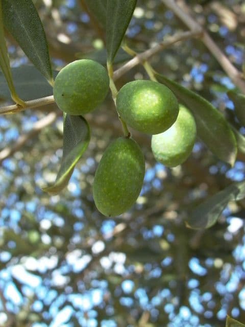4 cerignola olive trees