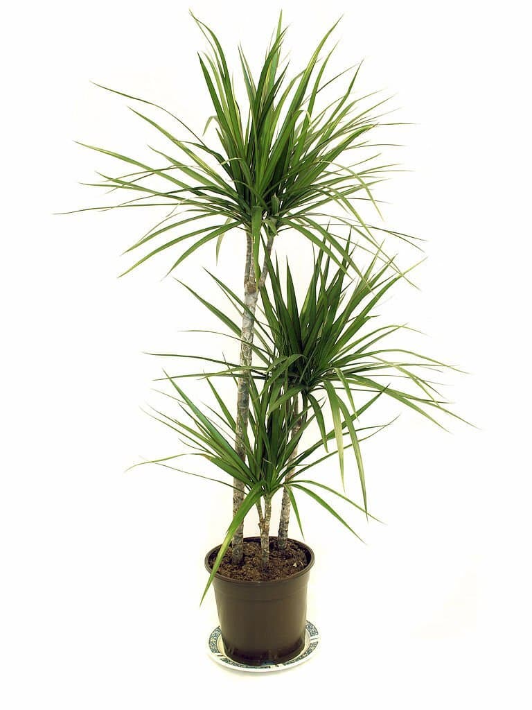 4 dragon tree plant look like palm trees