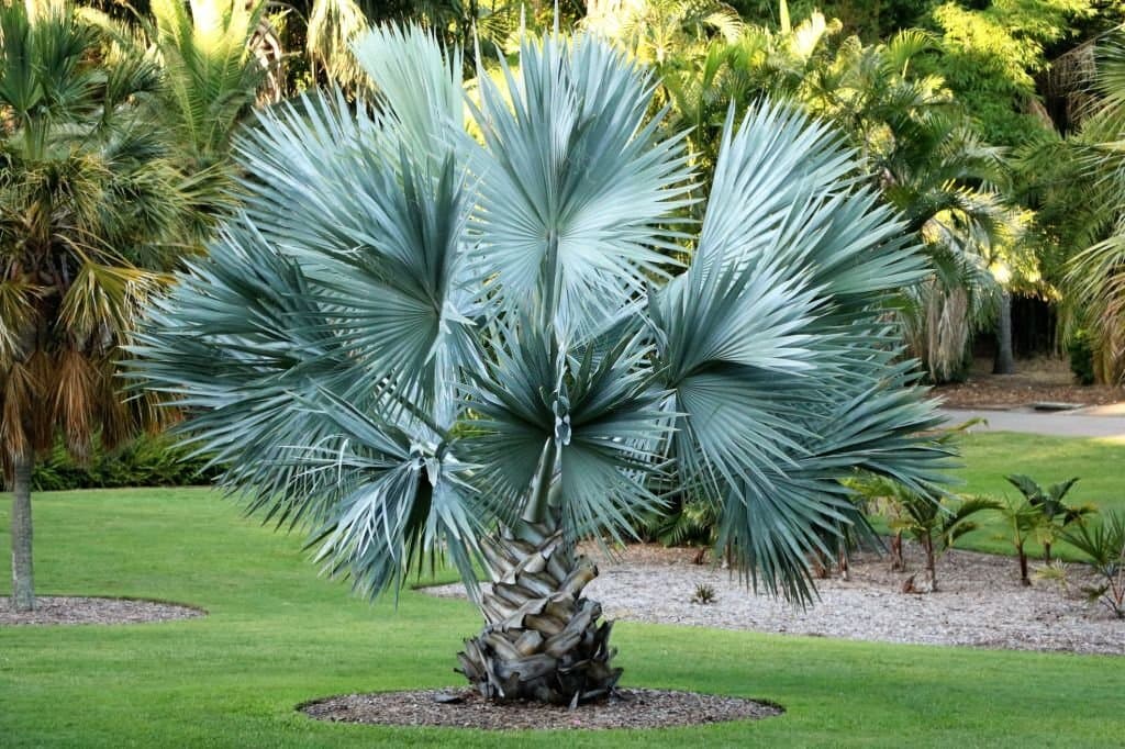 4 types of palm trees in texas sabal minor