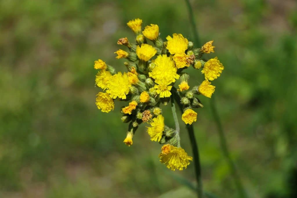 4 weeds that look like dandelions hawkweed or pilosella caespitosa