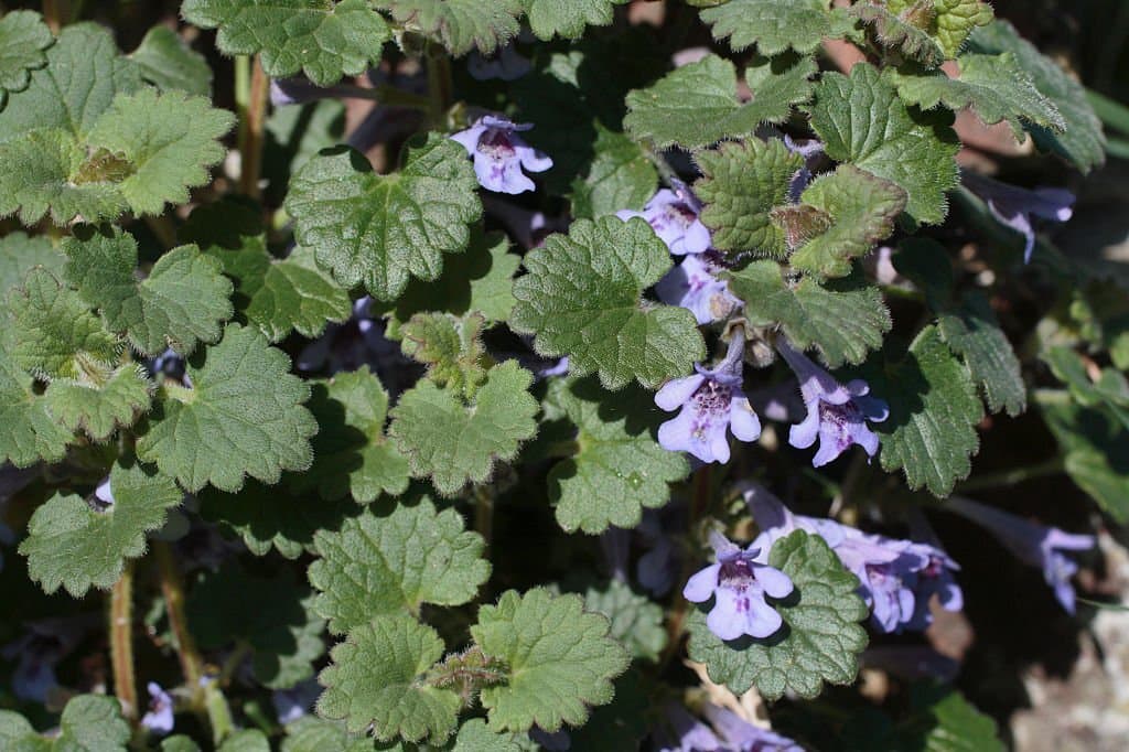 4 weeds with purple flowers ground ivy glechoma hederacea