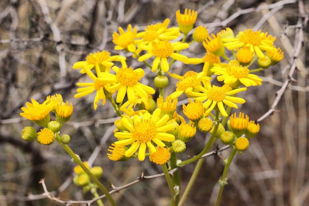 4 weeds with yellow flowers butterweed