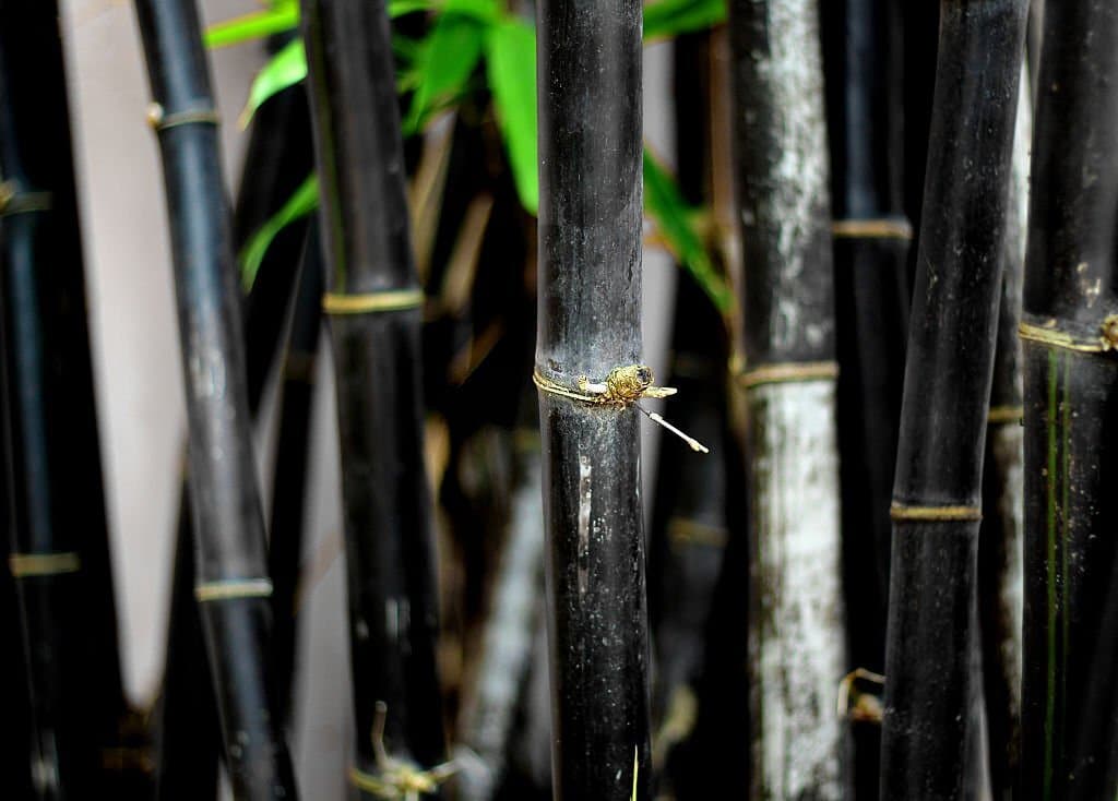 5 black bamboo