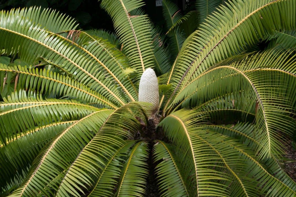 5 dioon spinulosum plant look like palm trees