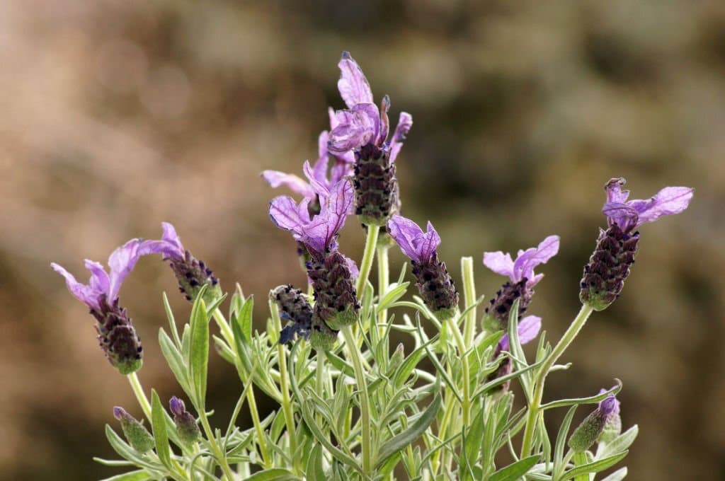 5 lavender look like rosemary