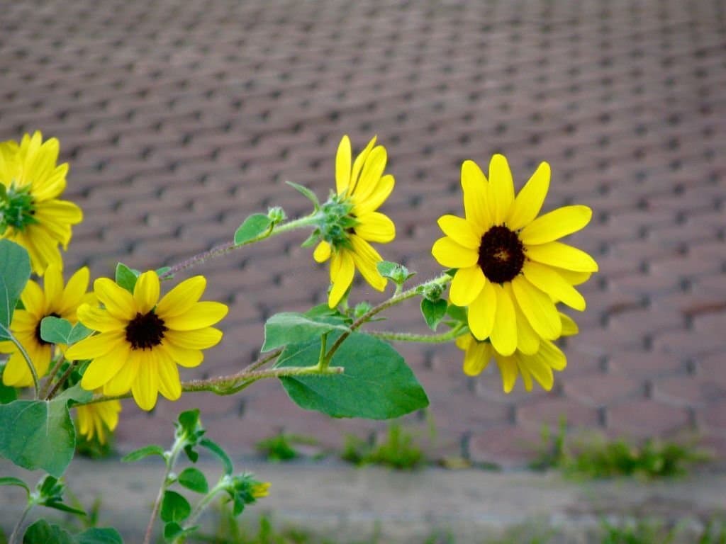 5 mexican sunflower flowers look like sunflowers