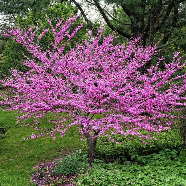 5 pink flowering trees Eastern Redbud
