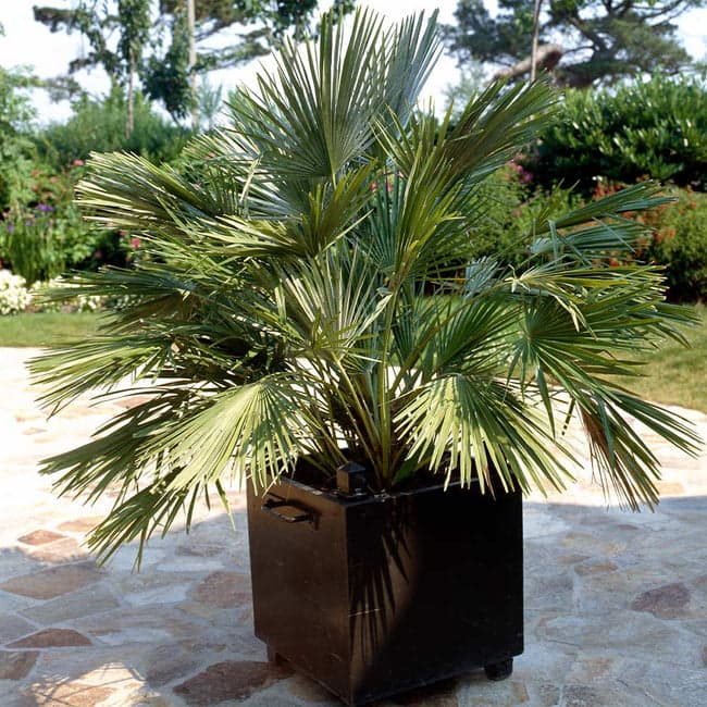 5 types of palm trees in texas european fan palm tree