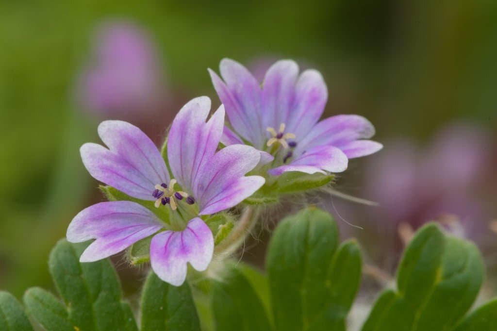 5 weeds with purple flowers doves foot geranium