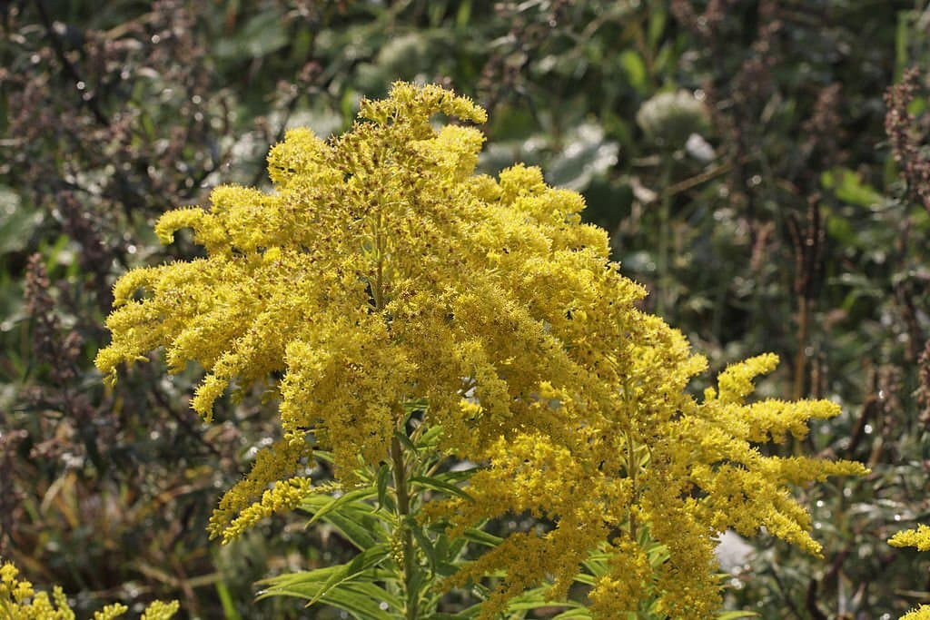 5 weeds with yellow flowers solidago canadensis