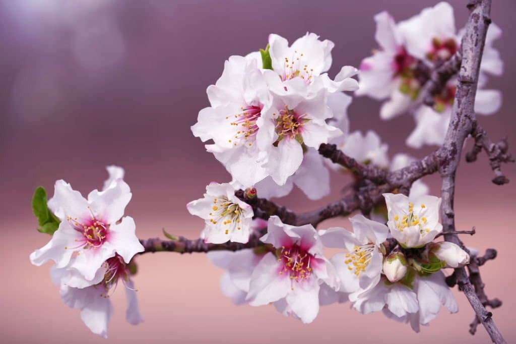6 almond tree flowers pink