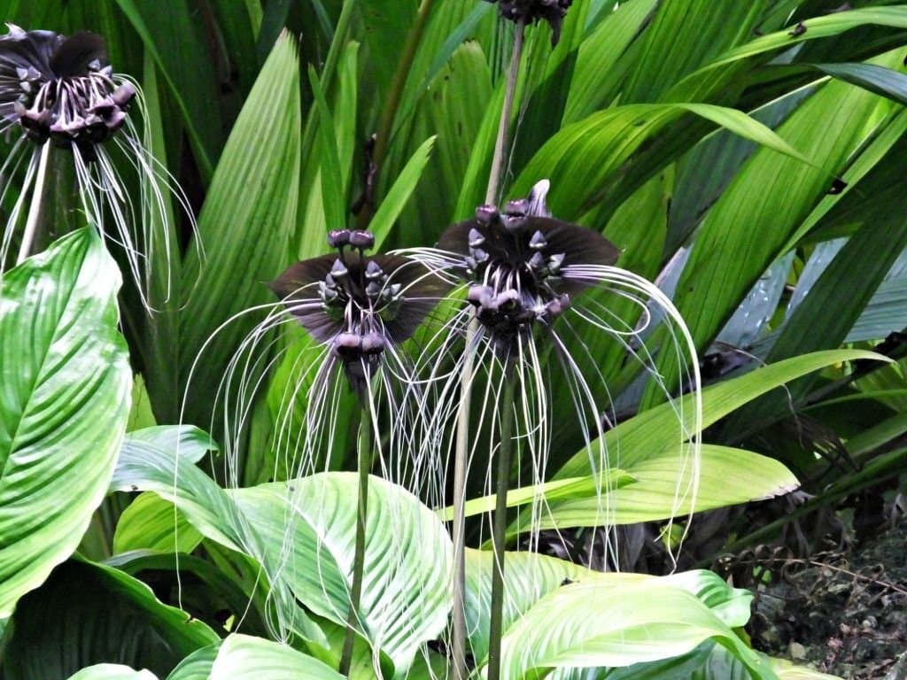 6 black bat flower