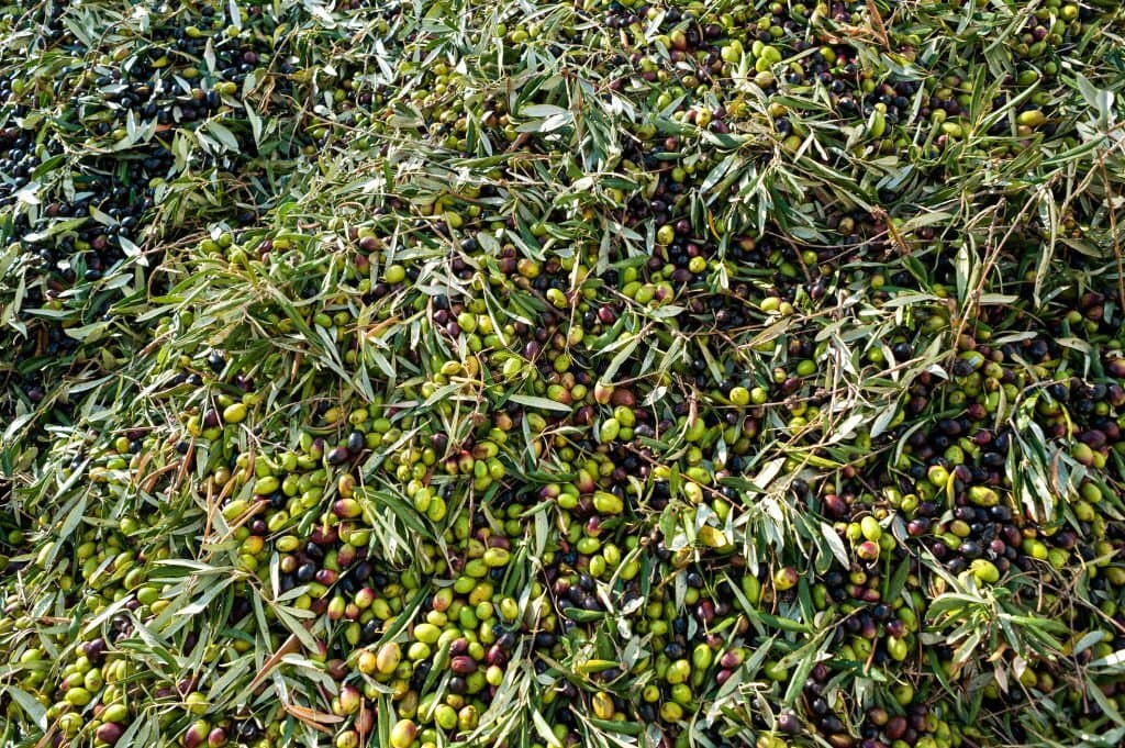 6 coratina olive trees