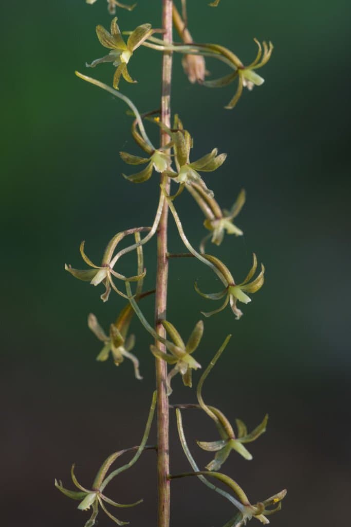 6 crane fly orchid tipularia flower look like birds